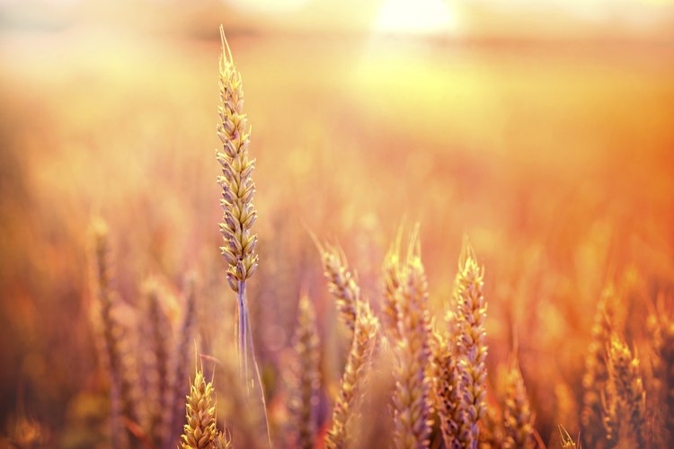 Los carbohidratos complejos tardan mucho más en descomponerse en azúcar.