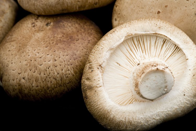 Los hongos son una fuente rica de vitamina D.