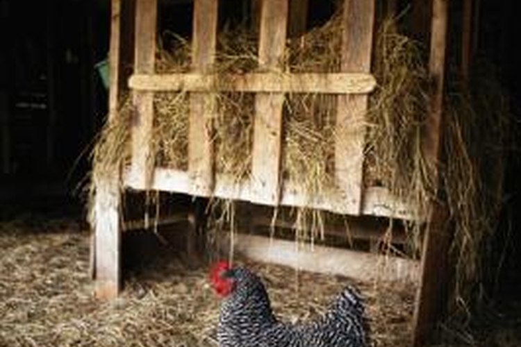 Lifespan of a Barred Rock Hen | Pets on Mom.com