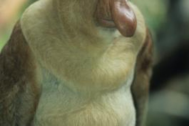 Proboscis monkey, Endangered, Borneo, Long Nose
