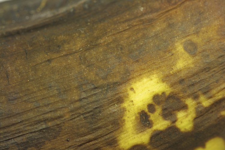 Una vez que un banano se pela y corta, comenzará a ponerse marrón
