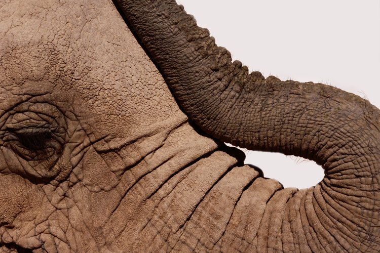 La trompa del elefante es muy útil.