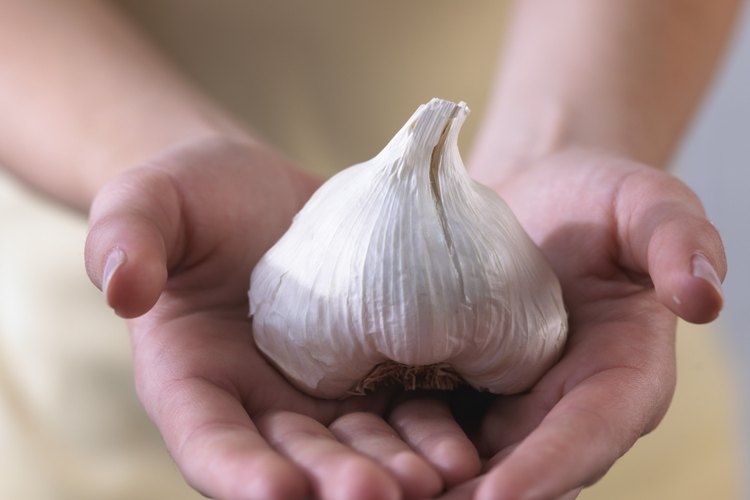 El ajo, o Allium sativum, es uno de los condimentos básicos de la cocina mediterránea con efectos medicinales sobre el organismo.