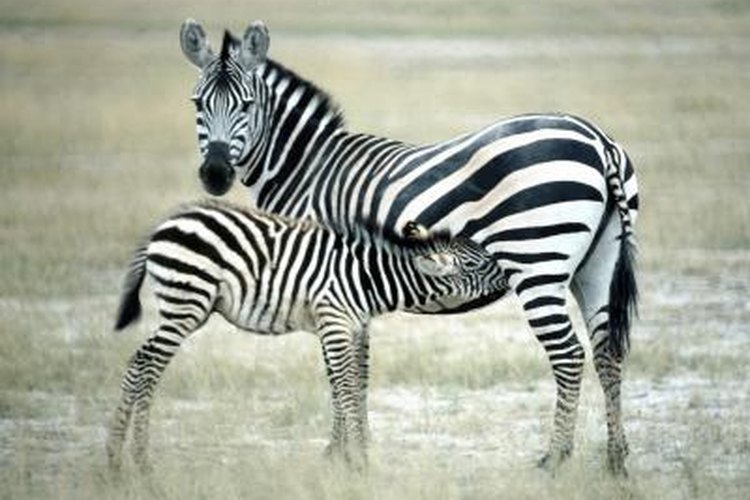 Relatives of the Zebra | Pets on 