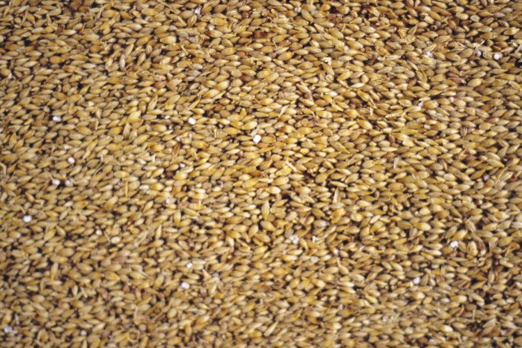 La cebada es un gran sustituto del arroz blanco.