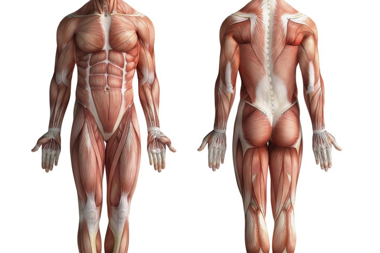 El glúteo mayor es el músculo más grande del cuerpo humano