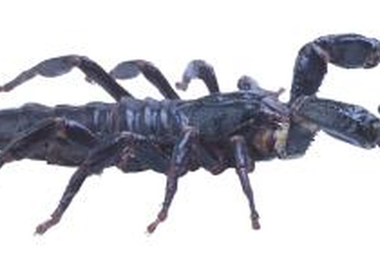 What Happens If a Malaysian Black Forest Scorpion Stings You