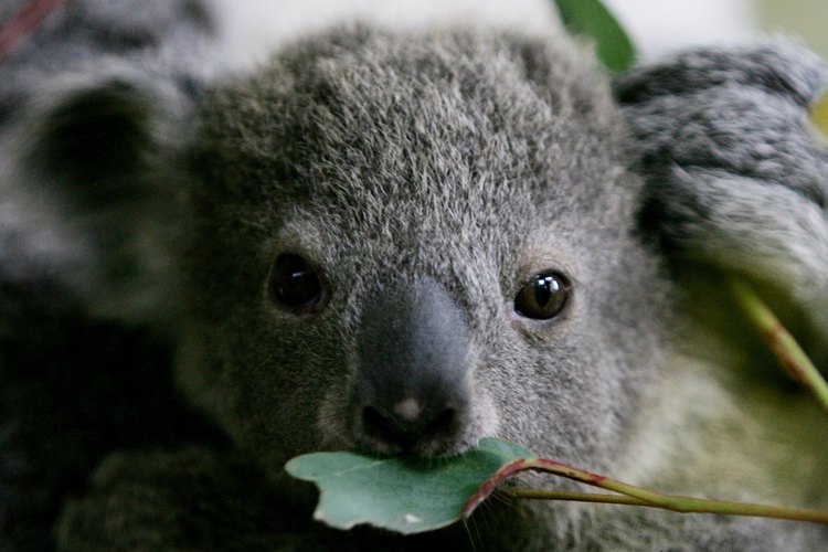 Koala Embryo