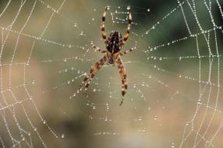 brown widow spider web pictures