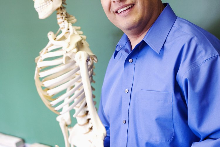 El esqueleto humano.