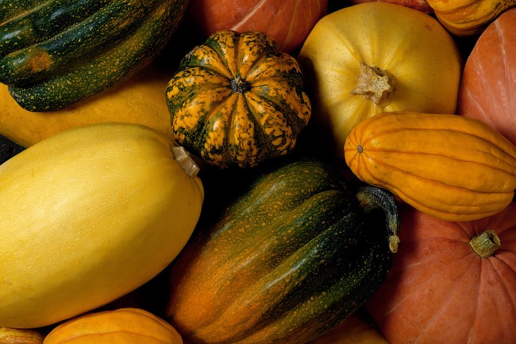 La calabaza espagueti es clasificada como de invierno por su piel gruesa y dura.