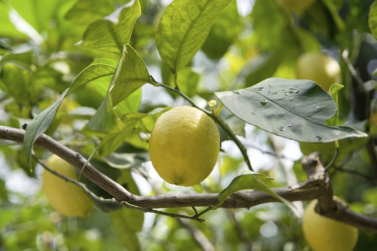 Los limones naturales tienen muchas vitaminas.