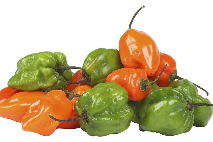 Los habaneros uno de los chiles más picantes son ricos en capsaicina.