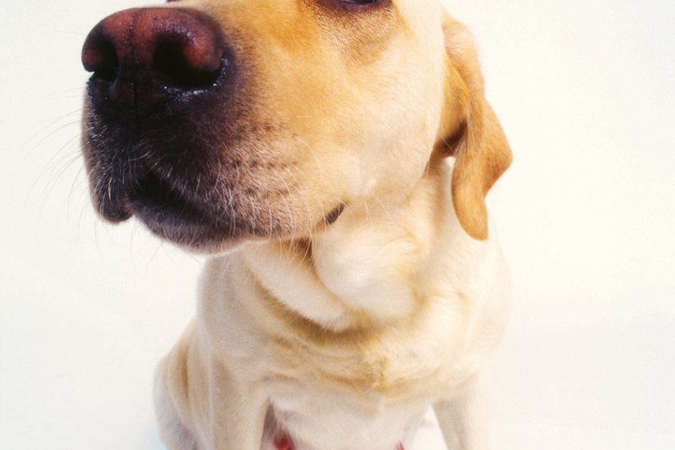 Infórmate con un buen veterinario para saber qué debes hacer.