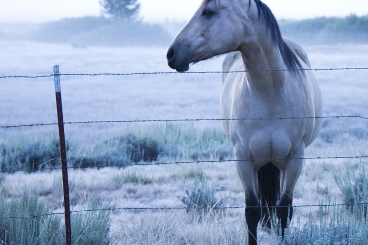 Los animales demacrados pueden recibir tratamiento con Stanozolol.