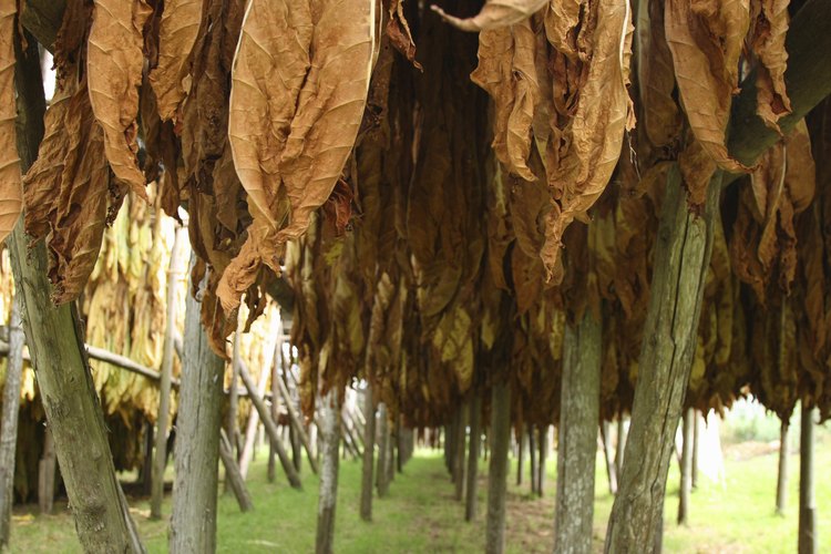 Las hojas de tabaco cosechadas se cuelgan para que se sequen.