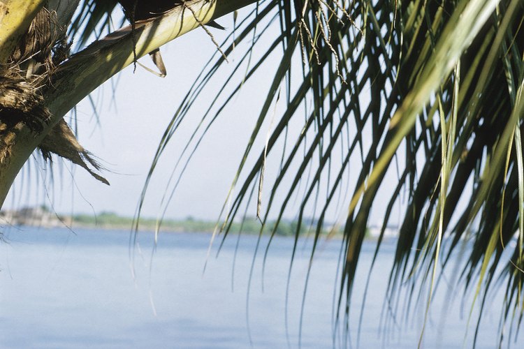 En su calidad de minerales los electrolitos presentes en el agua de coco desempeñan importantes funciones en el cuerpo.