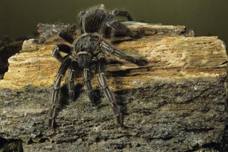 Tarantula- EnchantedLearning.com