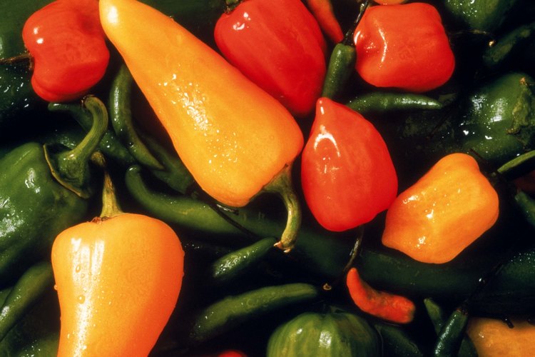 Los pimientos serranos están entre los más picantes de las muchas variedades de chliles pimientos.