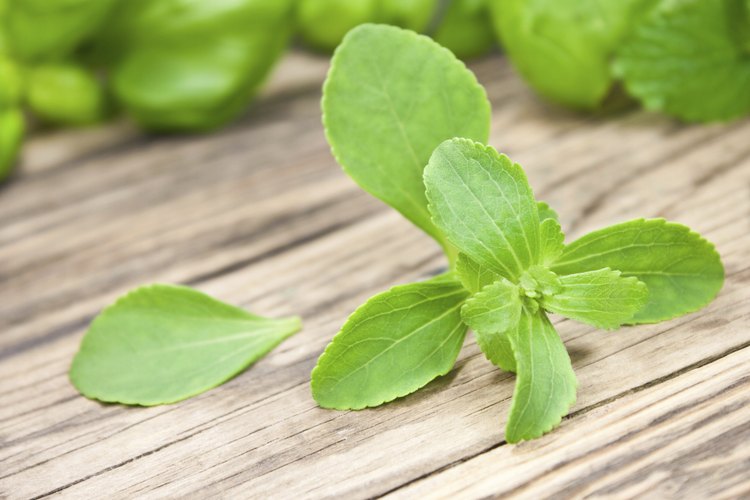 Hojas de Stevia.