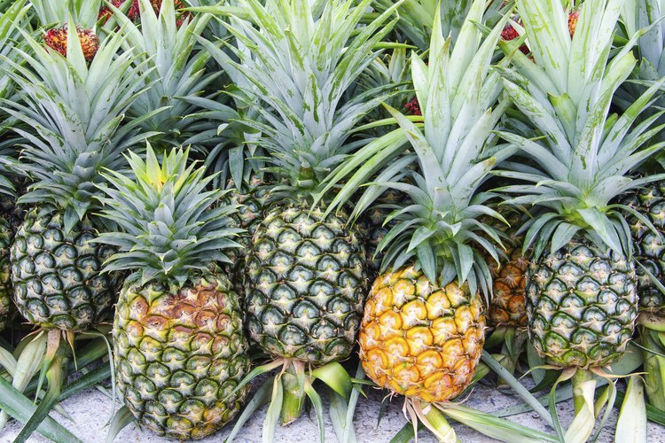 Piñas recién recogidas.