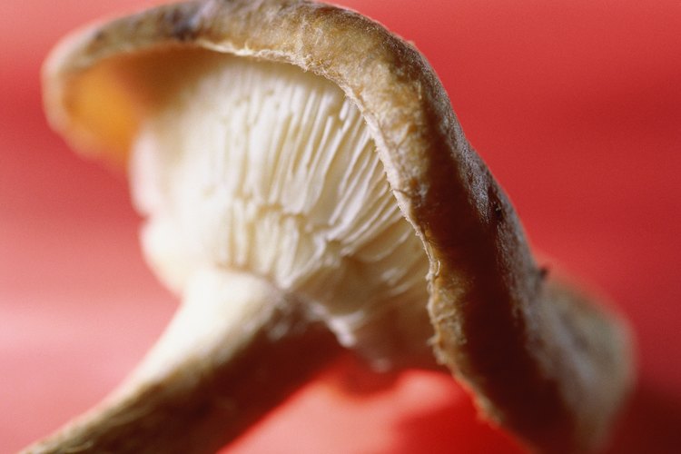 Los hongos proporcionan una fuente de proteína vegetal.