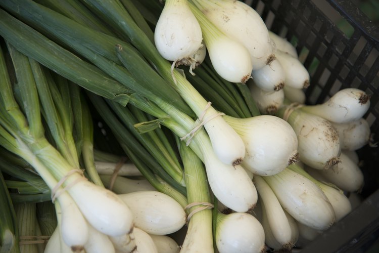Bulbos de cebolla de verdeo.