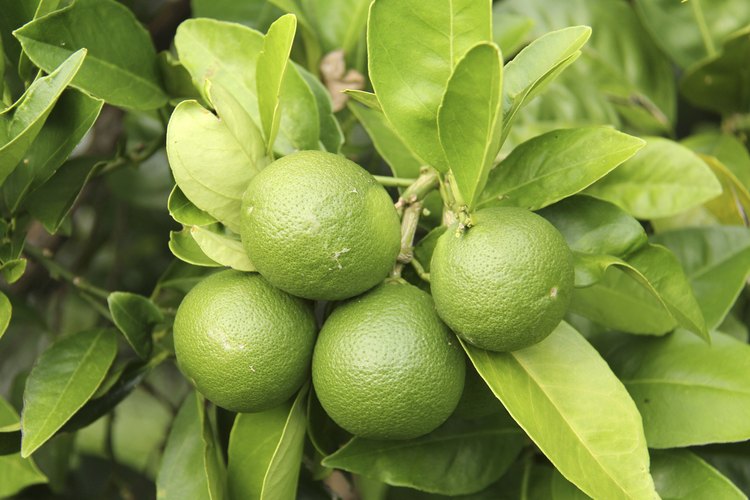 Las hojas de limón se utilizan con frecuencia en la cocina tailandesa.