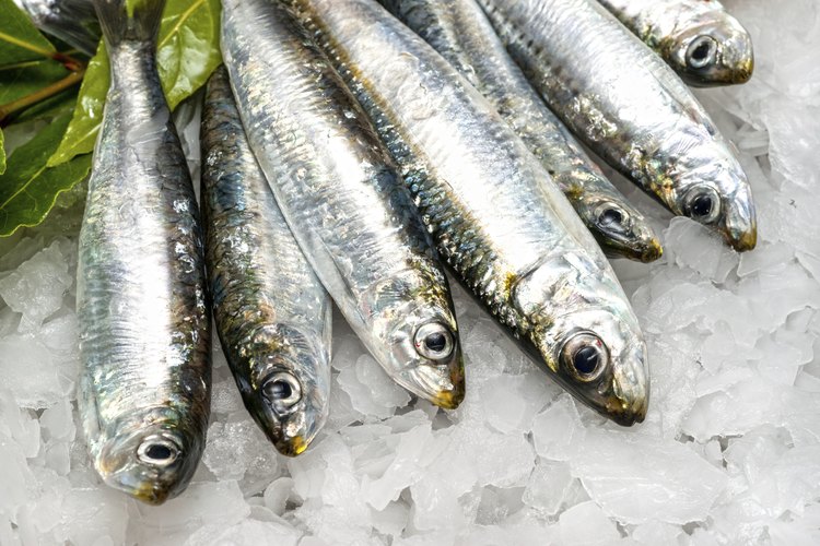 Sardinas frescas.