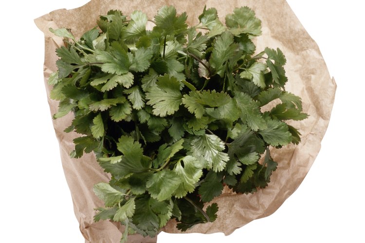 Cilantro y sus restricciones.