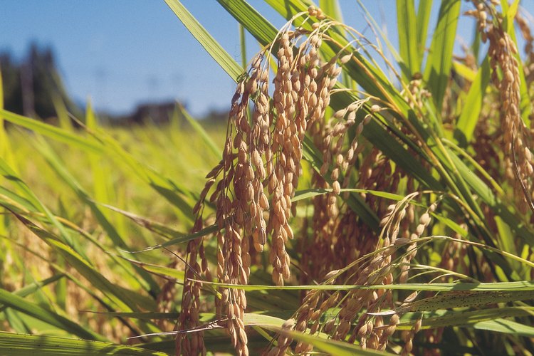 Se cultiva sorgo para producir jarabe de sorgo.