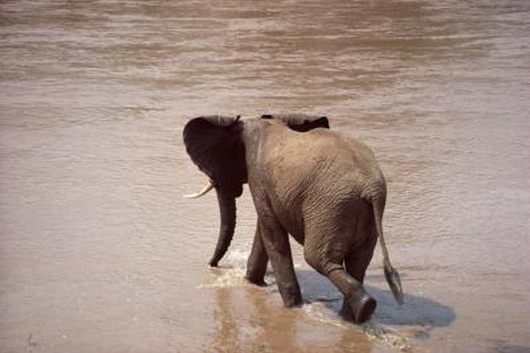 The Life Span of Elephants | Pets on 