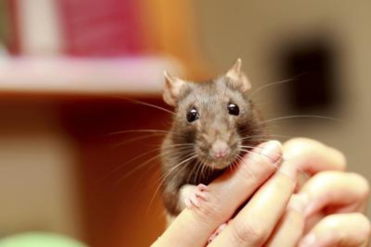 What To Give Rats Chew Pets On
