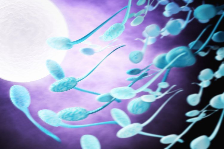 Cuánto tiempo permanecen los espermatozoides en el cuerpo ...