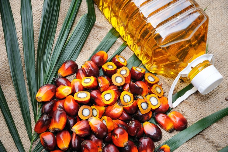 the-differences-in-palm-olein-palm-oil-leaftv