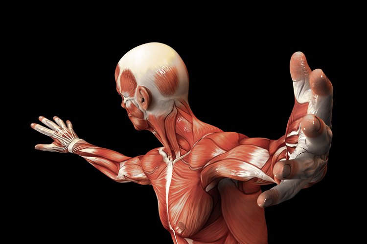¿Qué órganos componen el sistema muscular? | Muy Fitness