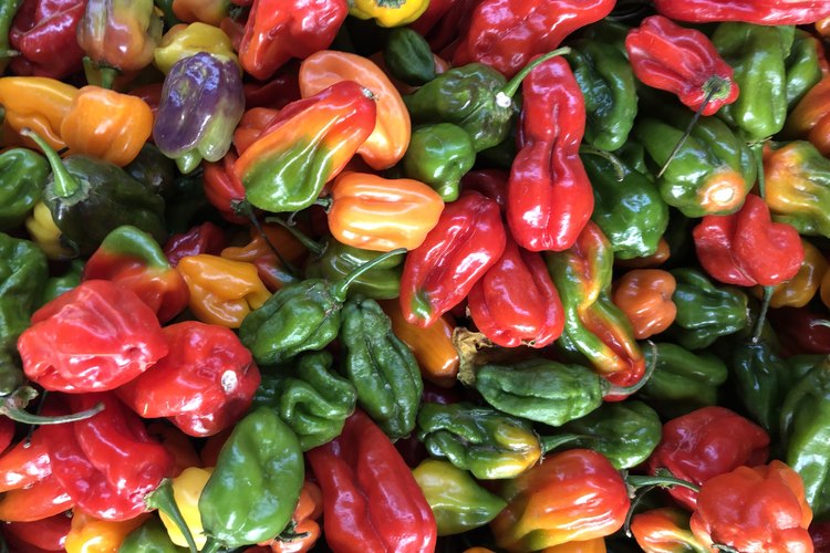 how-to-boil-bell-peppers-leaftv