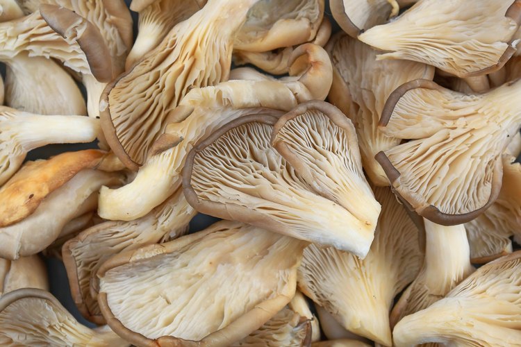 How to Tell When Oyster Mushrooms Go Bad - LEAFtv