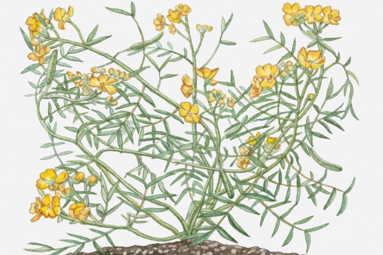 Cassia angustifolia