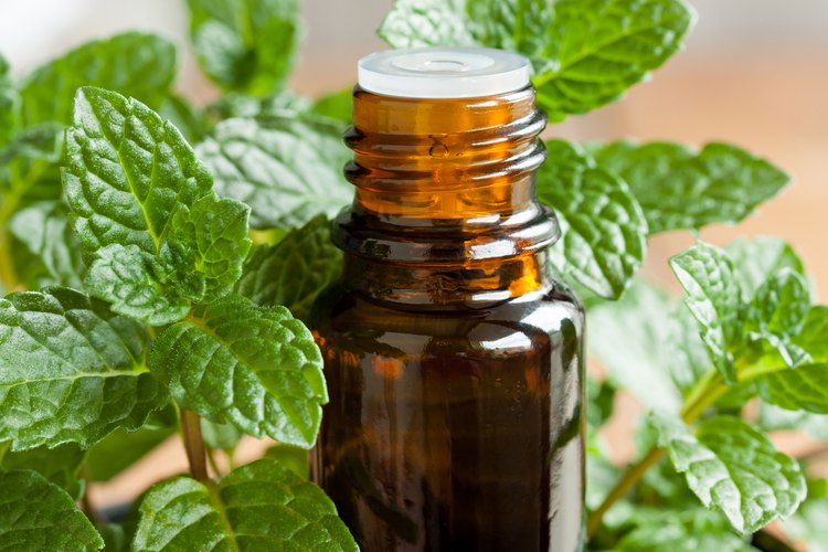 How to Dilute Peppermint Oil | LEAFtv