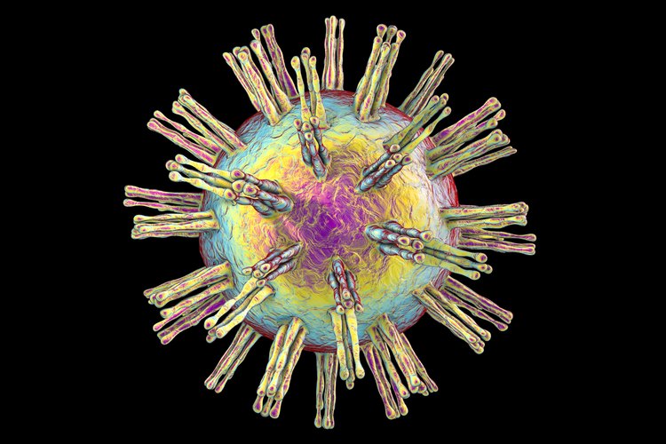Herpes Virus