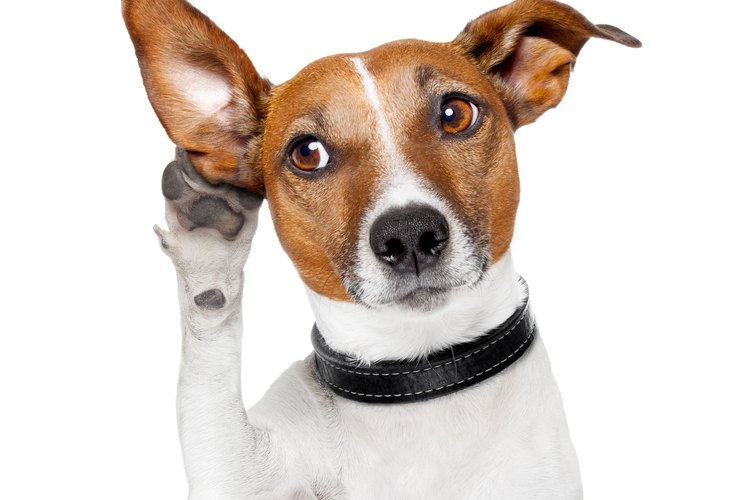 Dog Ear Cropping Methods | Pets on Mom.com