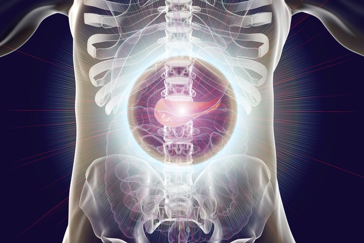 Pancreas Humano