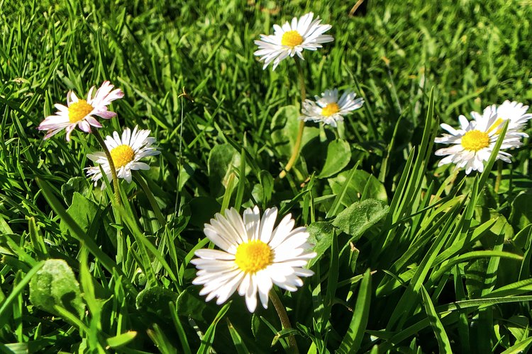 How to Grow and Prepare Chamomile for Tea | LEAFtv