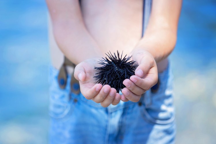 Sea Urchin Information for Kids | Pets on Mom.com