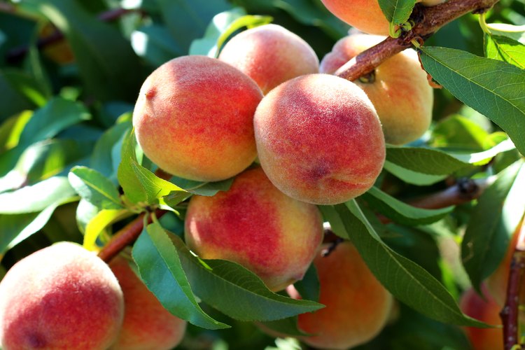 spices-that-go-with-peaches-leaftv