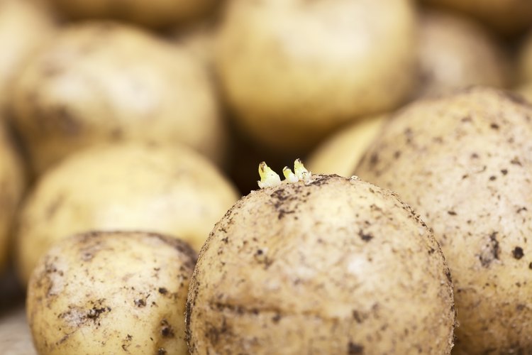 Is It Safe to Eat Potatoes That Have Sprouts? | LEAFtv