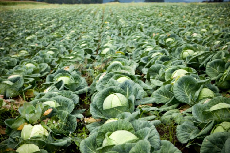 Entre las úlceras que curan tanto las úlceras como la gastritis se incluyen los vegetales de hojas verdes.