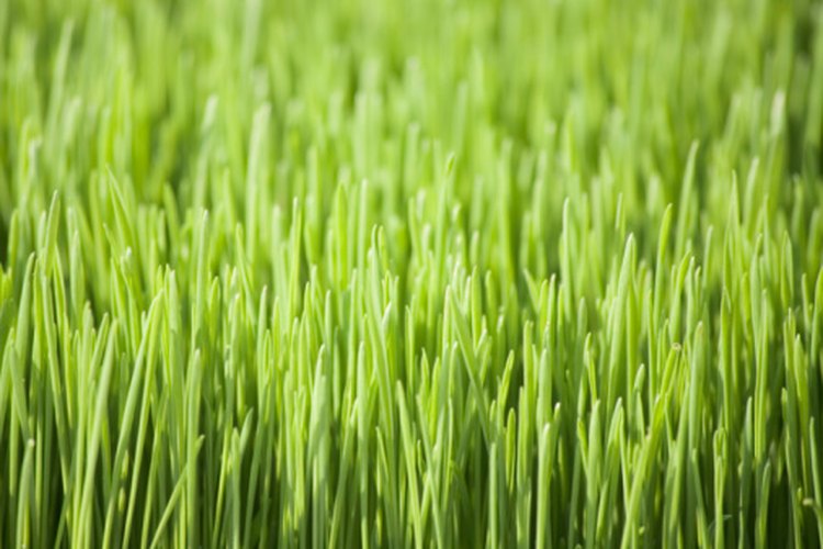 El germen de trigo se utiliza para producir suplementos de clorofila.