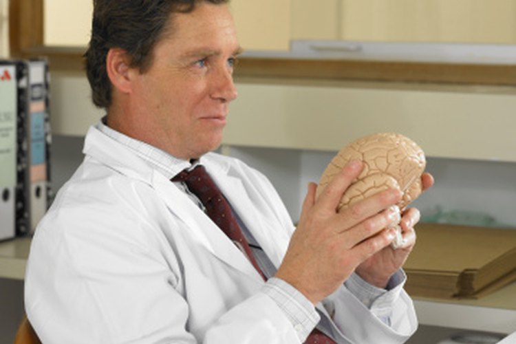 El cerebro es parte del sistema nervioso central.